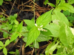 Spigelia humboldtiana
