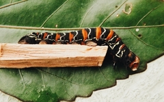 Lepidoptera
