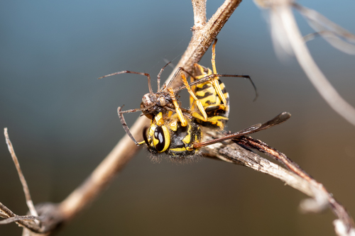 Southern Yellowjacket photo 6