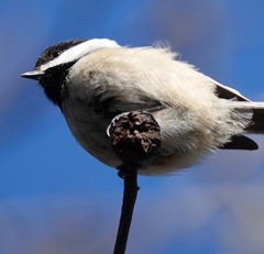 Phylloxera caryaecaulis