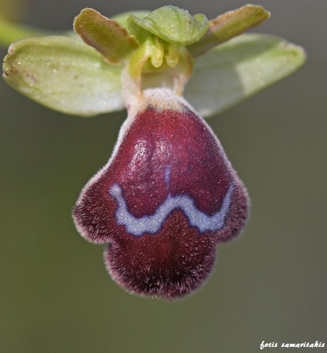 Ophrys omegaifera H.Fleischm.