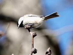 Phylloxera caryaecaulis