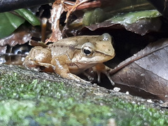 Crossodactylus gaudichaudii