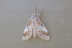 Dasychira dorsipennata