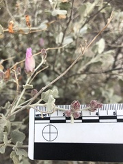 Malacothamnus gracilis