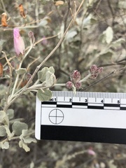 Malacothamnus gracilis