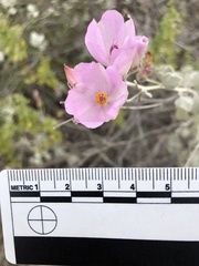 Malacothamnus gracilis