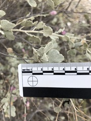 Malacothamnus gracilis