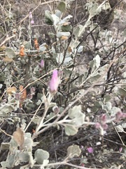 Malacothamnus gracilis