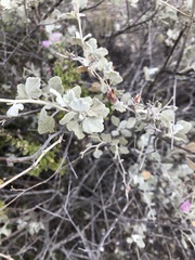 Malacothamnus gracilis