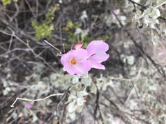 Malacothamnus gracilis