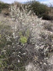 Malacothamnus gracilis