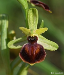 Ophrys sphegodes cretensis
