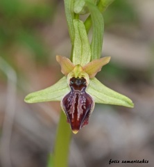 Ophrys sphegodes cretensis