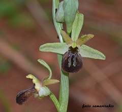 Ophrys sphegodes cretensis