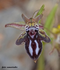 Ophrys cretica