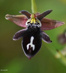Ophrys cretica