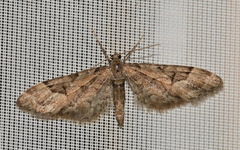 Eupithecia lanceata