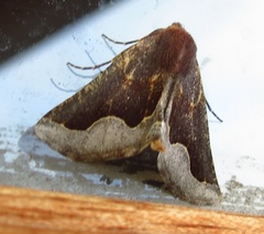 Drepanogynis ectoglauca