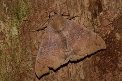 Ophisma