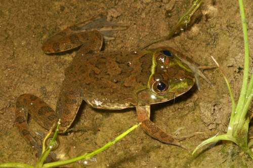 Crowned bullfrog