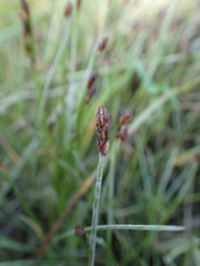 Eleocharis kamtschatica