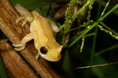 Hyperolius sylvaticus