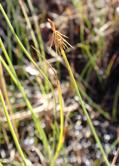 Carex microglochin