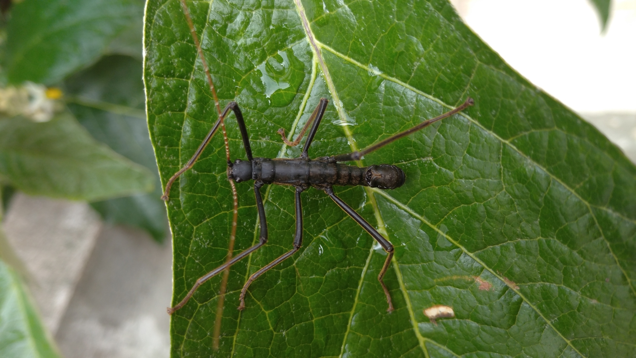 Pseudophasmatidae image