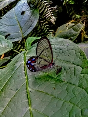 Pseudohaetera hypaesia