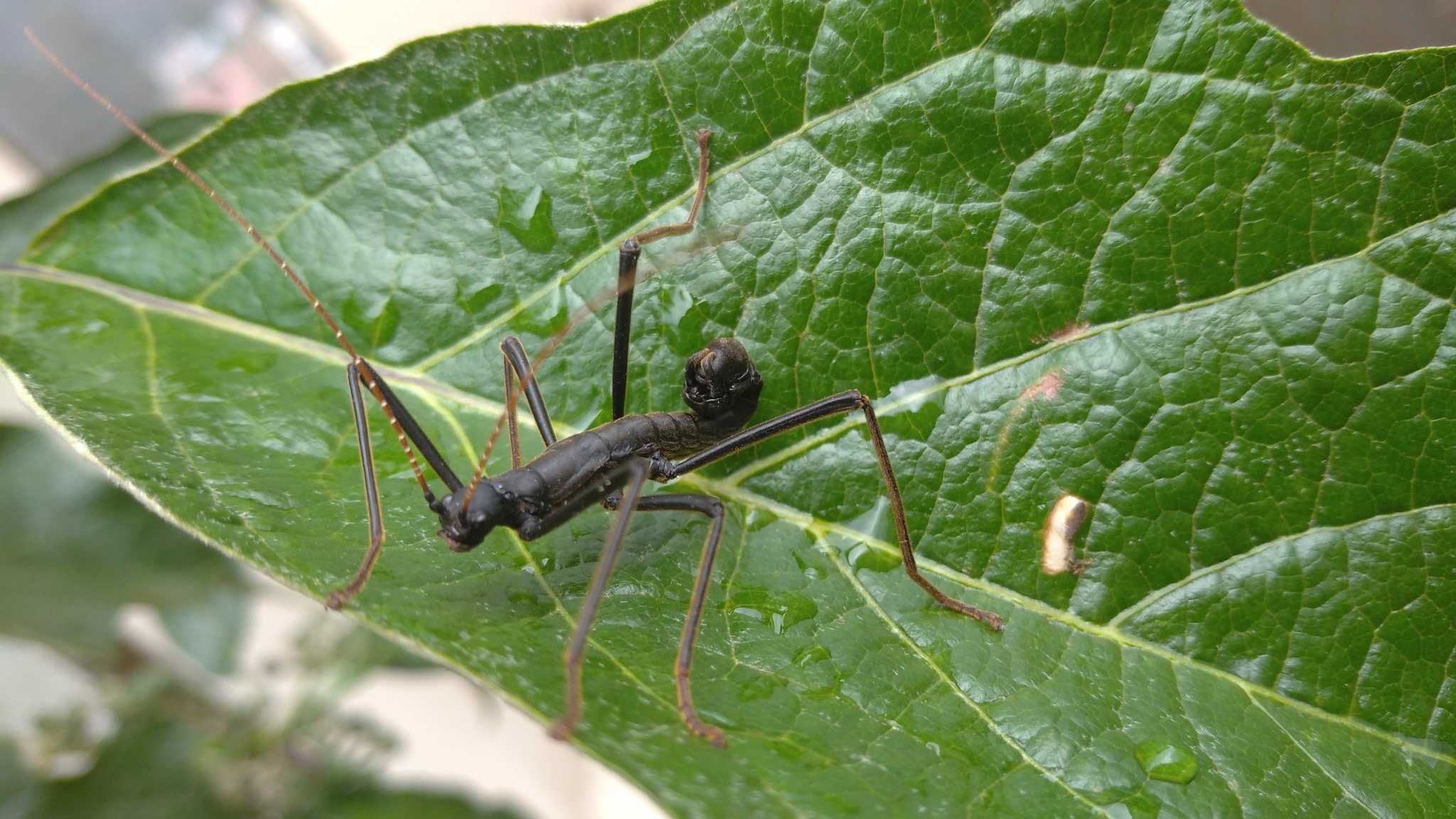Pseudophasmatidae image