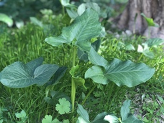 Arum palaestinum
