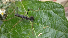 Decidia blapoides