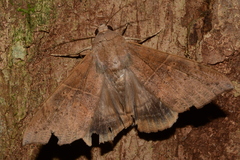 Ophisma