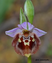 Ophrys fuciflora maxima