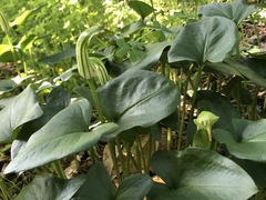 Arum palaestinum