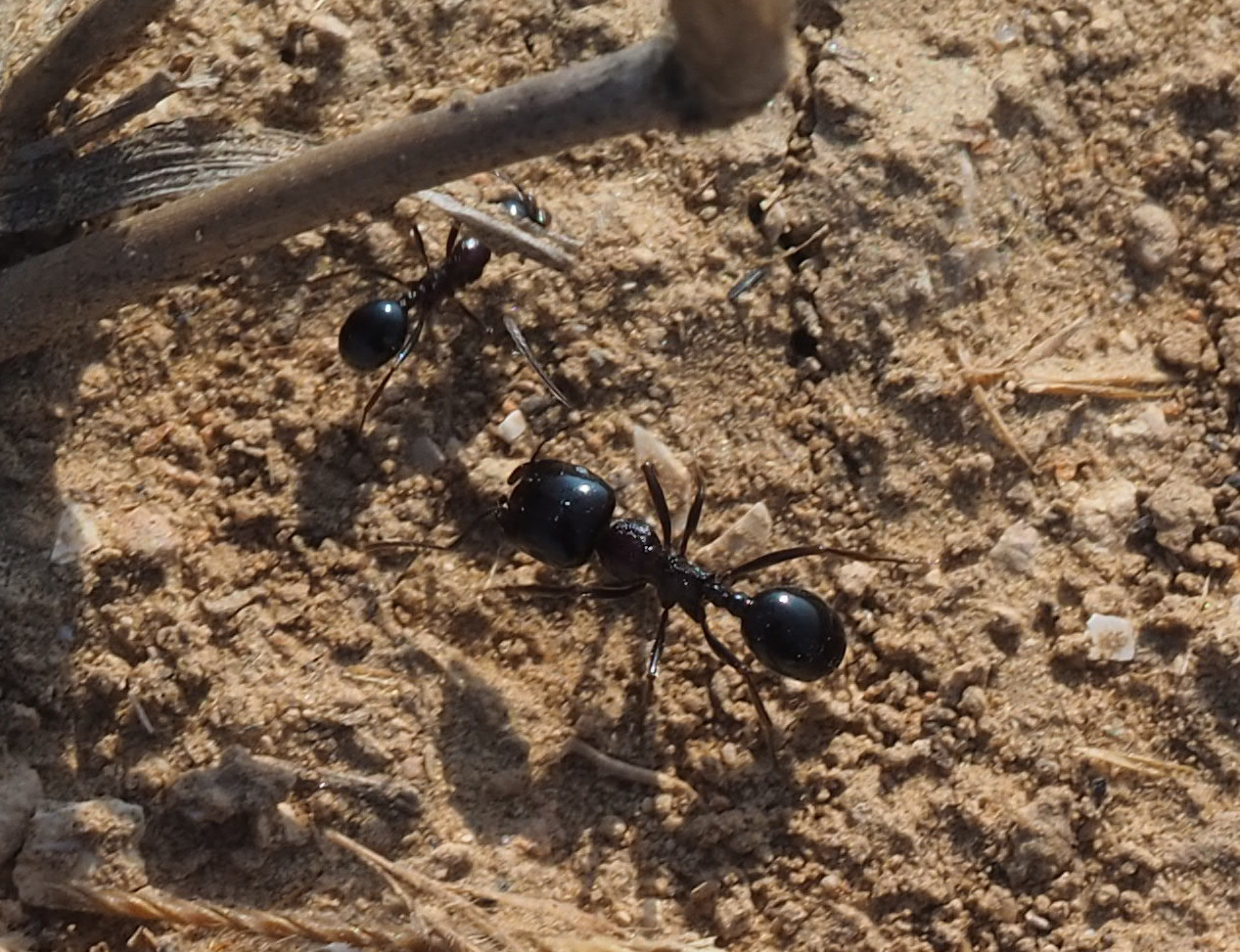 Messor ebeninus