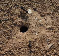 Messor ebeninus