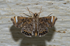 Eugauria albidentata