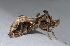 Plusiopalpa adrasta