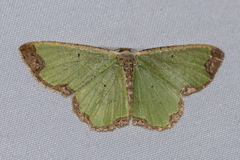 Zamarada eogenaria cosmiaria