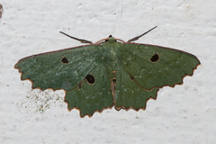 Chlorodontopera discospilata