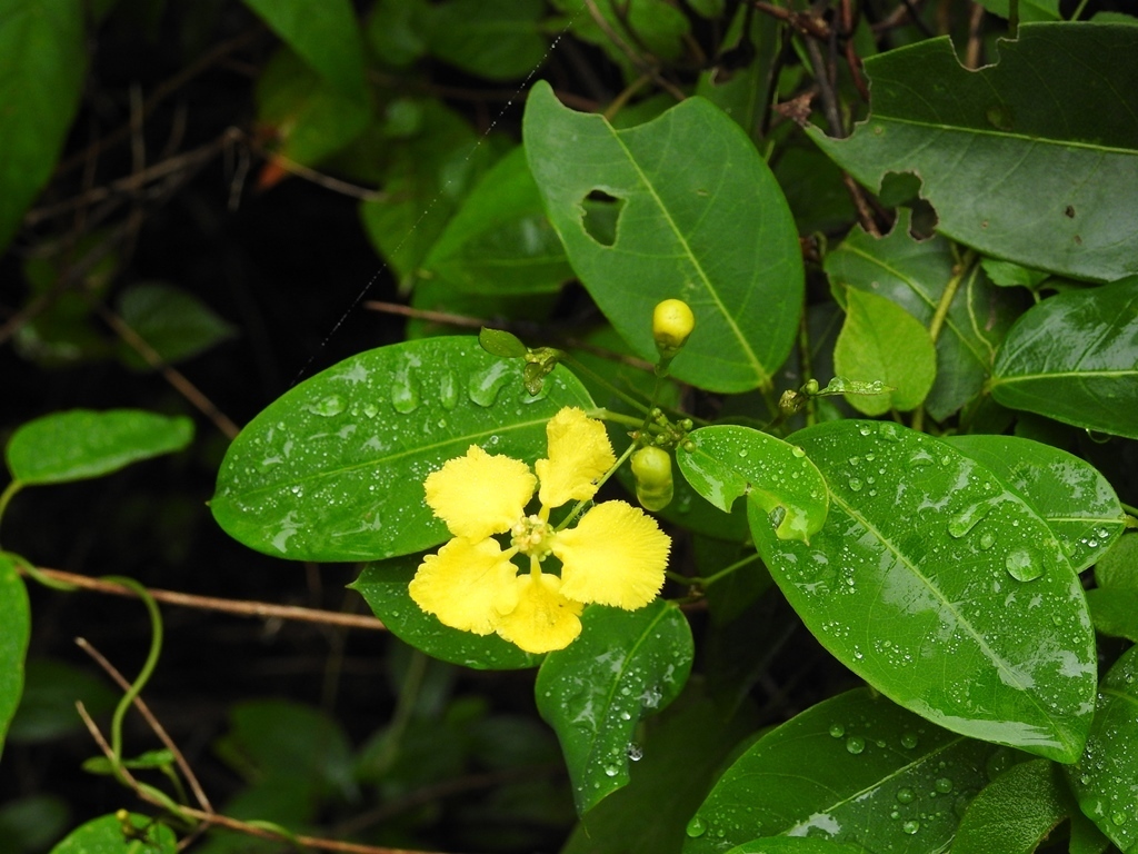 Stigmaphyllon ellipticum