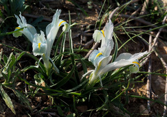 Iris palaestina