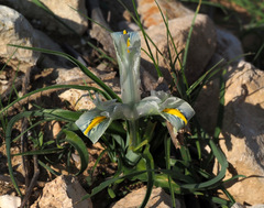 Iris palaestina