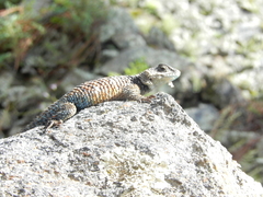 Sceloporus mucronatus