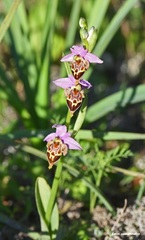 Ophrys heldreichii