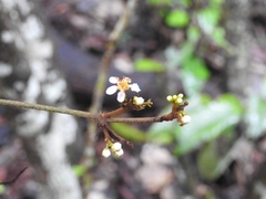 Heteropterys brachiata