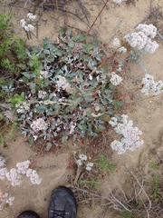 Eriogonum grande timorum
