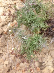 Malacothrix saxatilis implicata